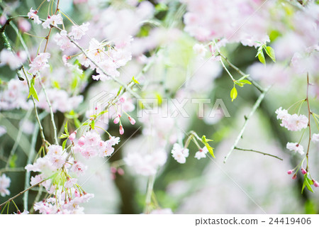 Cherry Blossoms Cherry Blossoms 24419406