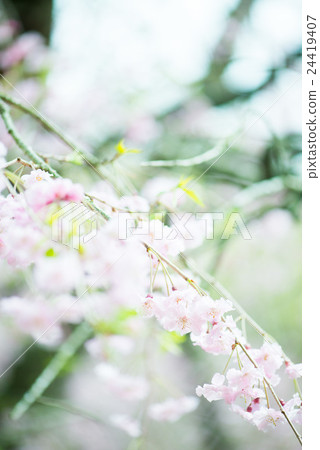 Cherry Blossoms	 24419407