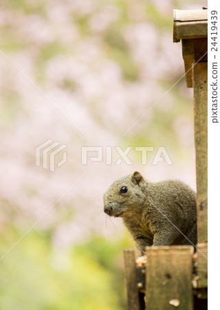 Taiwanris and a blooming cherry tree 24419439