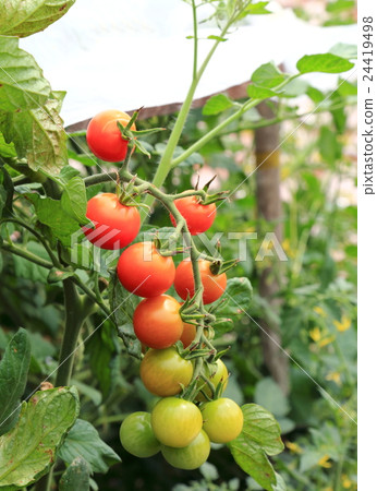 Mini Tomato Mini Tomato 24419498