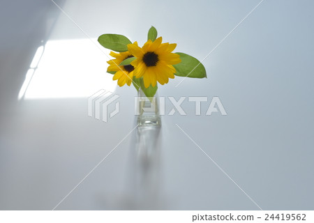 向日葵 向日葵 24419562