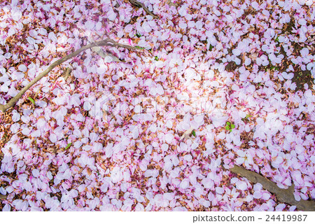 Scattered cherry blossom petals 24419987