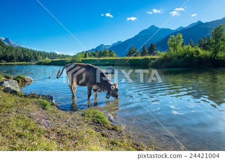 Cow drinks in a mountain lake 24421004