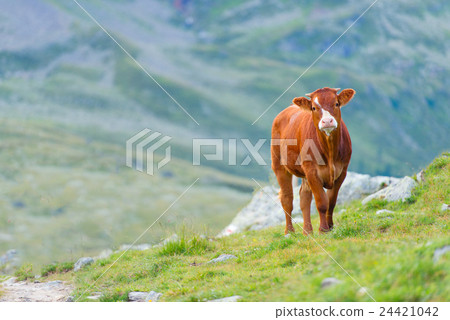 Cow in a pasture in the Swiss Alps 24421042