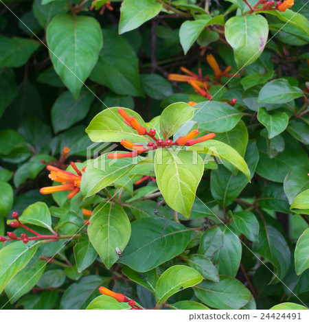 Scarlet bush tree, Hamelia patens, Selective focus Scarlet bush tree, Hamelia patens, Selective focus 24424491