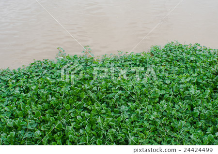 Water hyacinth floating on river 24424499