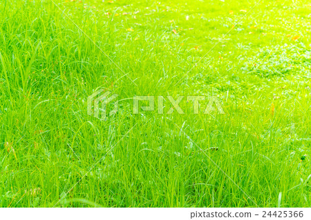 Close-up image of fresh spring green grass . 24425366