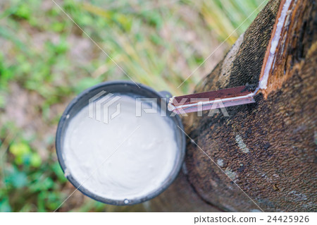 Milk of rubber tree flows into a bowl . 24425926