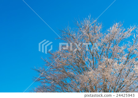 Frozen trees in winter with blue sky 24425943