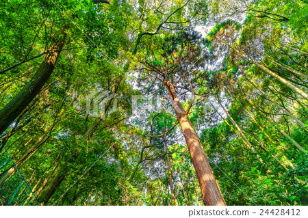 Forest trees Forest trees 24428412