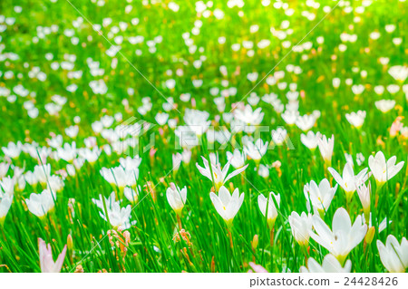 Beautiful White bunch flowers on green grass background . Beautiful White bunch flowers on green grass background . 24428426