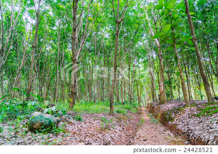 Para rubber tree . Para rubber tree . 24428521