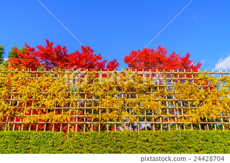 Beautiful Colorful Autumn Leaves 24428704