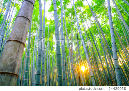 Bamboo forest with sunny in morning Bamboo forest with sunny in morning 24429058