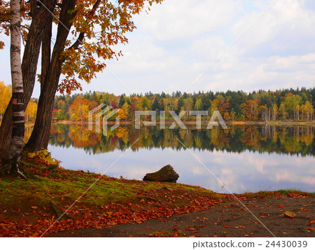 在秋葉的紅色秋葉 在秋葉的紅色秋葉 24430039