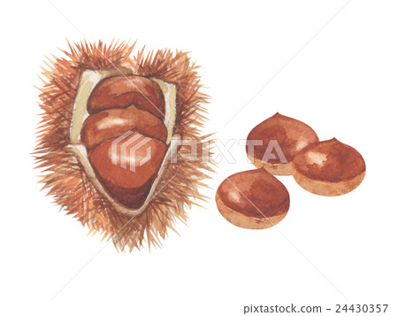 Chestnut watercolor illustration 24430357