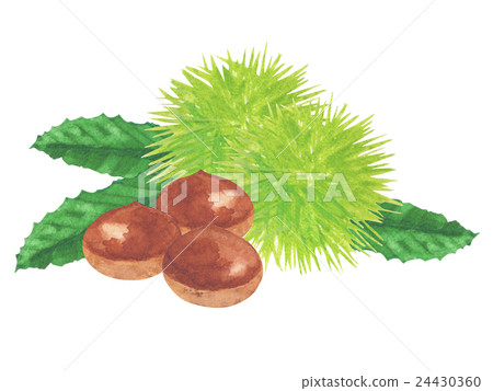 Chestnut watercolor illustration 24430360