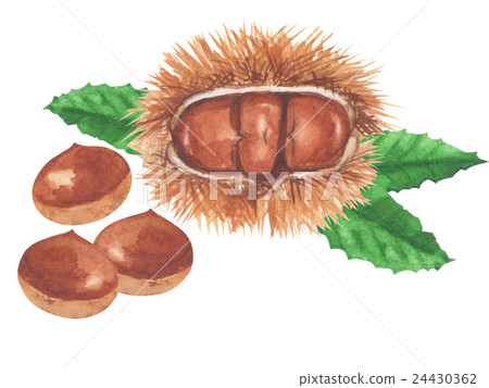 Chestnut watercolor illustration 24430362