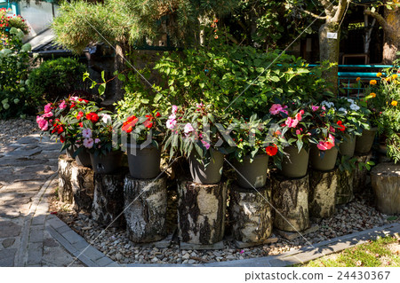 Red New Guinea impatiens flowers in pots 24430367