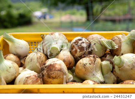 洋蔥的收穫 24431247