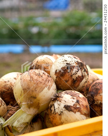 Harvest of onion 24431250