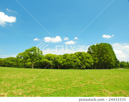 Prairie and forest in early summer Prairie and forest in early summer 24433335