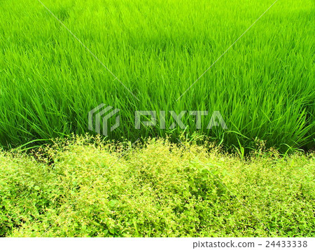 Aota and Hakodameumeki Aota and Hakodameumeki 24433338