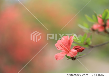 大和杜鵑花 24436879