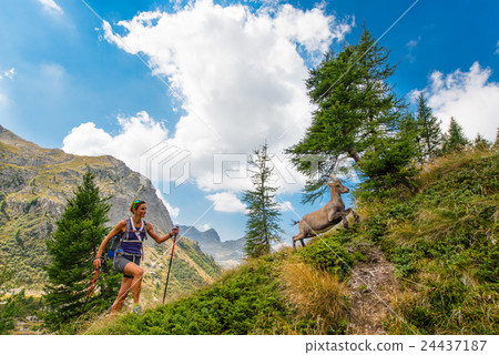 Girl hiker meets ibex in the mountains Girl hiker meets ibex in the mountains 24437187