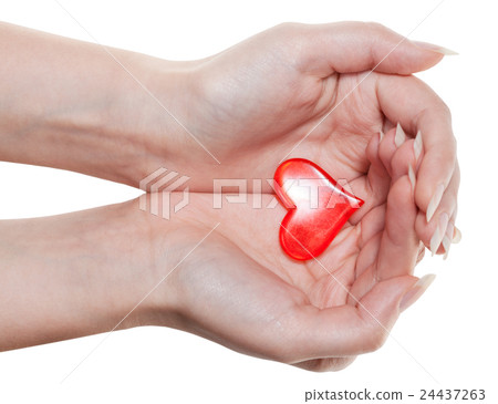 red heart on female palms isolated on white red heart on female palms isolated on white 24437263
