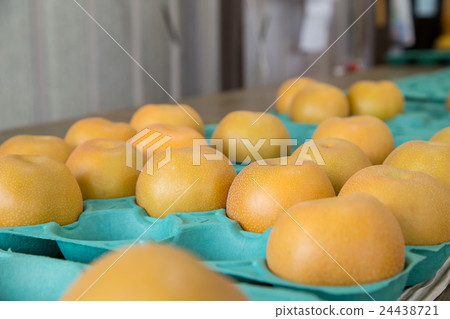 Pears before shipment Harvested pears Autumn taste fruit fruits Japanese pears a lot Pears before shipment Harvested pears Autumn taste fruit fruits Japanese pears a lot 24438721