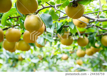 生活在梨樹上的梨樹在發貨前果子在秋天結果實很多日本梨 24438759