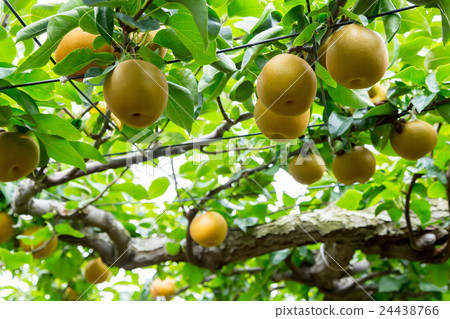 生活在梨樹上的梨樹在發貨前果子在秋天結果實很多日本梨 生活在梨樹上的梨樹在發貨前果子在秋天結果實很多日本梨 24438766