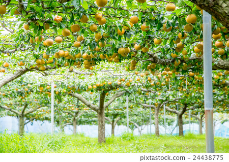 生活在梨樹上的梨樹在發貨前果子在秋天結果實很多日本梨 24438775