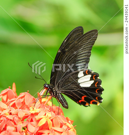 Common Mormon butterfly in a garden 24439141