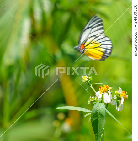 Painted Jezebel butterfly in a garden Painted Jezebel butterfly in a garden 24439326