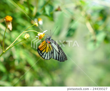 Painted Jezebel butterfly in a garden Painted Jezebel butterfly in a garden 24439327