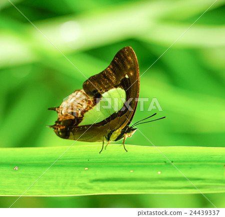 Plain Nawab butterfly in a garden Plain Nawab butterfly in a garden 24439337