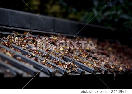 Colored leaves fallen on a tin roof 24439614