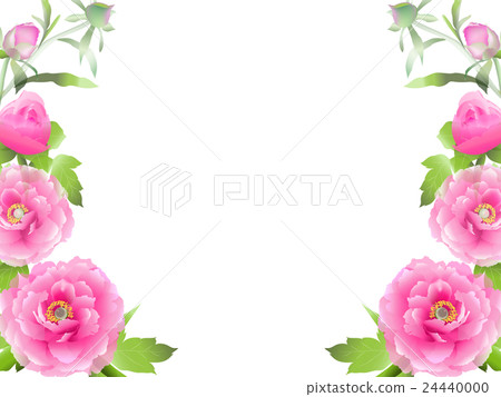 Peony Peony 24440000