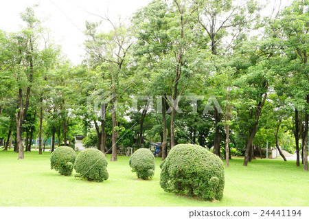 大象種植(大象花園樹) 大象種植(大象花園樹) 24441194