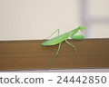 mantis 24442850