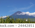 Fuji in the summer and rice ear 24442851