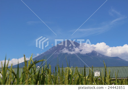 Fuji in the summer and rice ear Fuji in the summer and rice ear 24442851