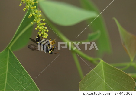 Living insects Marmon hooks Sugari, hunts kohana bees for parenting. It's pretty ferocious to have a cute face 24443305