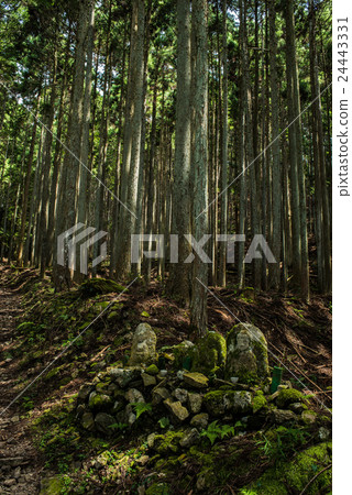 京都市大原針葉林 24443331