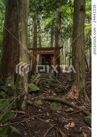 A shrine quietly nestled in a coniferous forest 24443336