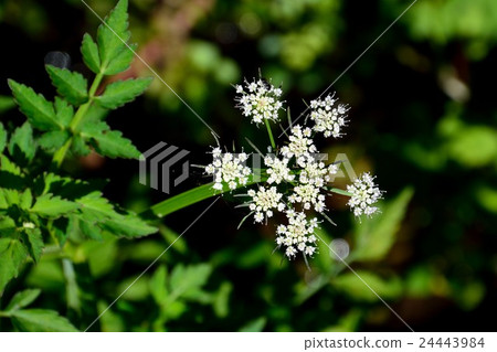 Seri's white flower 24443984