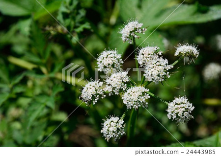 Seri's white flower Seri's white flower 24443985