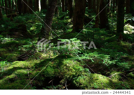 Forest covered with dark moss of Shirakomakike 24444341